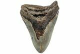 Fossil Megalodon Tooth - North Carolina #221829-1